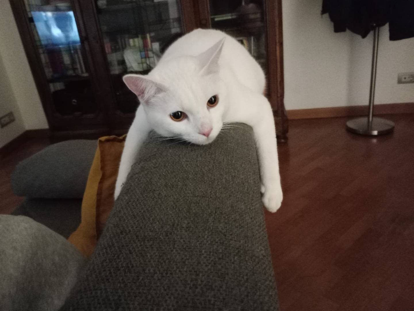Vuoi adottare un gatto a Latina?