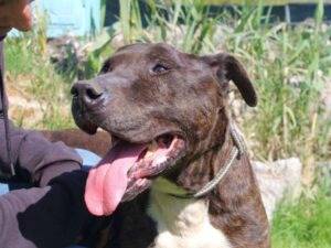 Adozione cane, maschio, Razza sconosciuta Razza sconosciuta, 11 anni  e 8 mesi , taglia grande, Frosinone