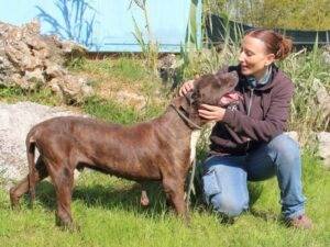 Adotta un cane, maschio, 11 anni  e 8 mesi , Frosinone
