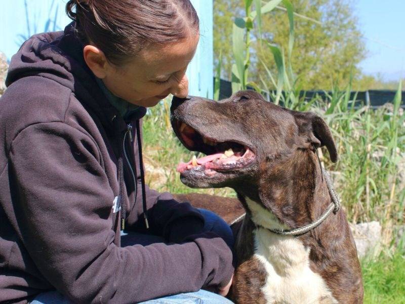 Adotta un cane, taglia grande, maschio, Frosinone