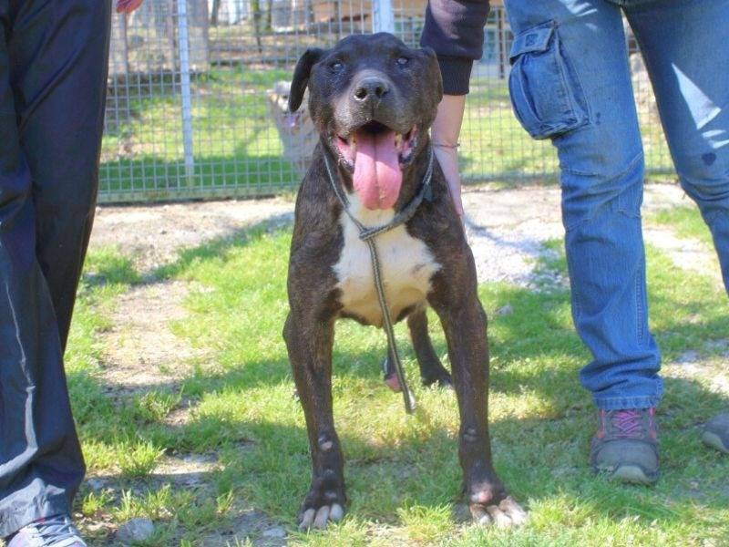 Vuoi adottare un cane a Frosinone?