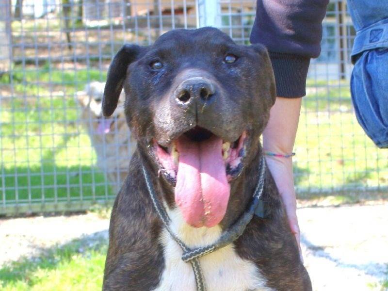 Adotta il cane Xeno a Frosinone