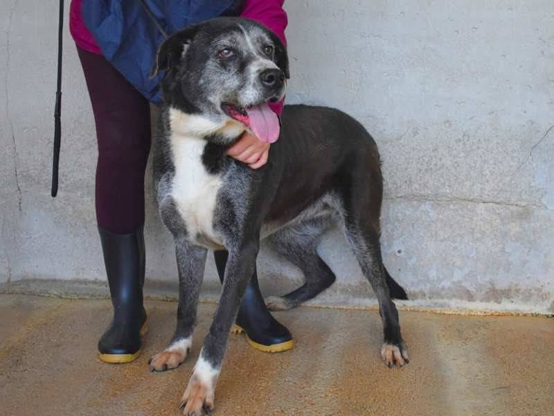 Adotta un cane, taglia media, femmina, Roma