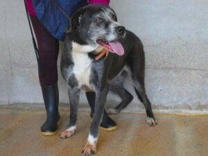 Vuoi adottare un cane a Roma?