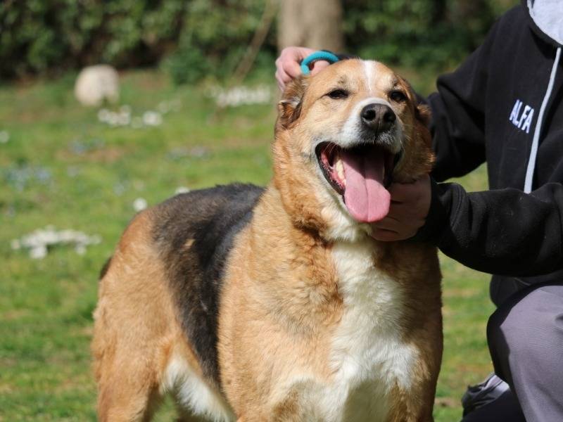 Adozione cane, maschio, Razza sconosciuta Razza sconosciuta, 11 anni  e 4 mesi , taglia media, Roma