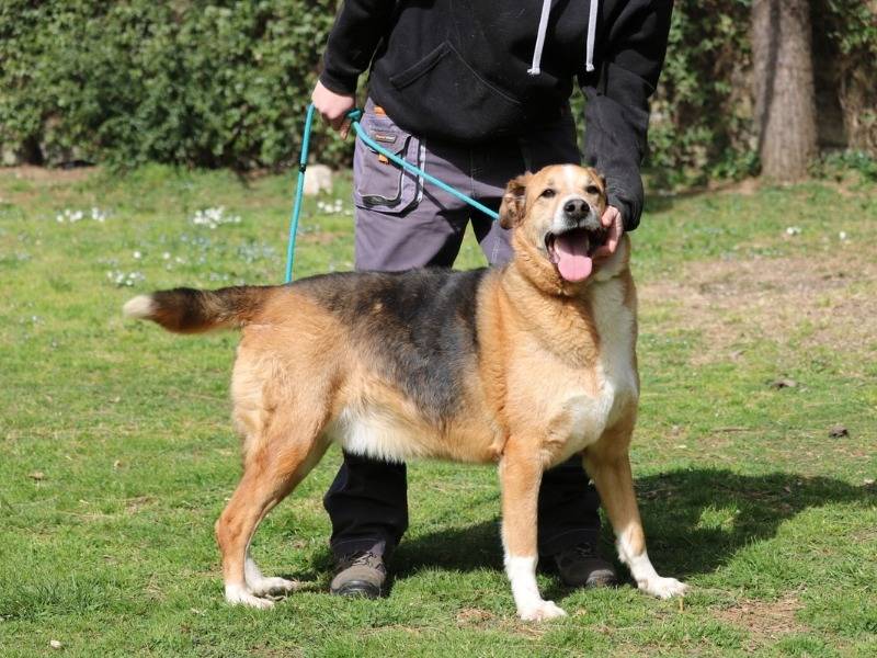 Adotta un cane, maschio, 11 anni  e 4 mesi , Roma