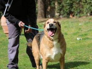Adotta un cane, taglia media, maschio, Roma