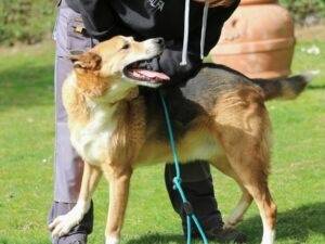 Vuoi adottare un cane a Roma?