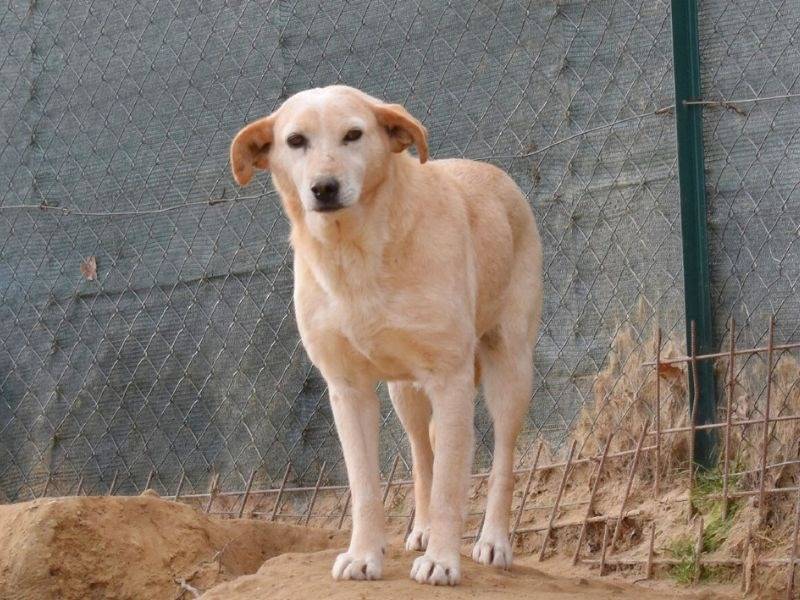 Adozione cane, femmina, Razza sconosciuta Razza sconosciuta, 9 anni  e 9 mesi , taglia media, Potenza