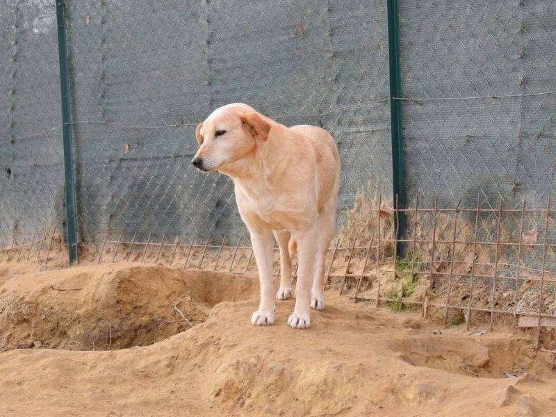 Adotta un cane, femmina, 9 anni  e 9 mesi , Potenza