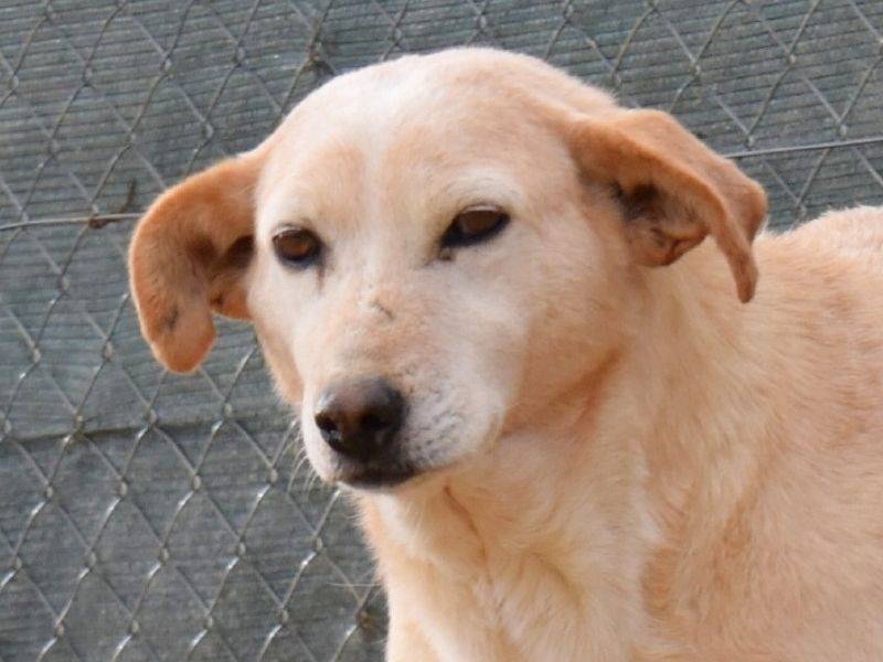 Adotta un cane, taglia media, femmina, Potenza