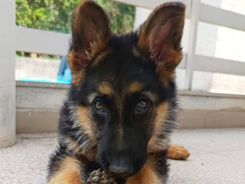 Adotta un cane, maschio, 2 mesi, Bologna