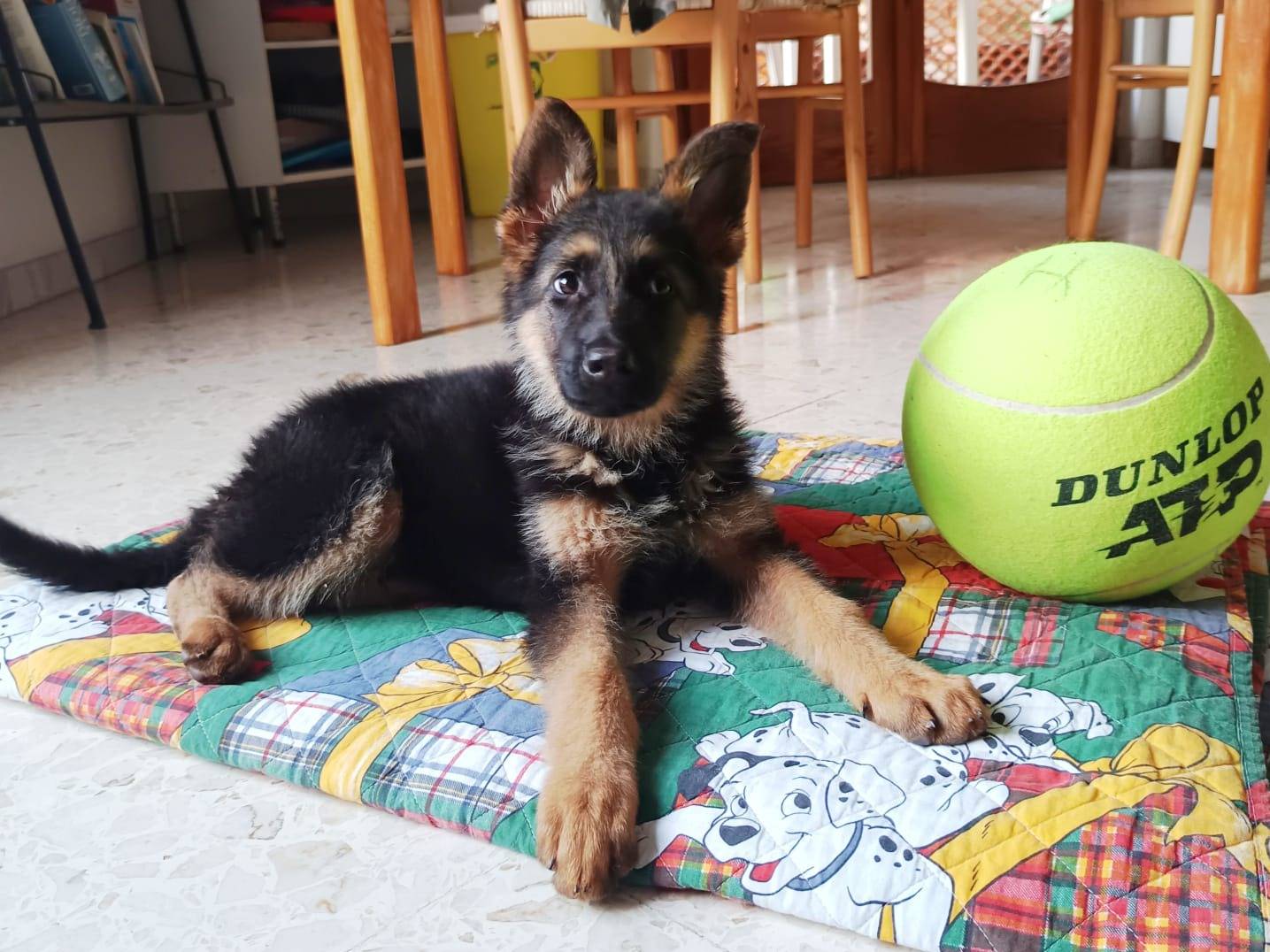 Adotta un cane, taglia grande, maschio, Bologna