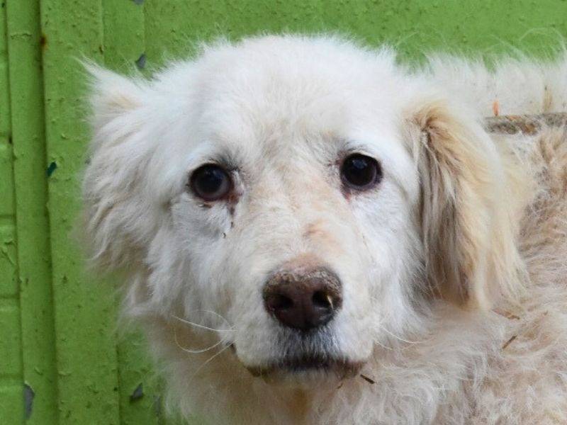 Adozione cane, femmina, Pastore maremmano Razza sconosciuta, 10 anni  e 3 mesi , taglia grande, Roma