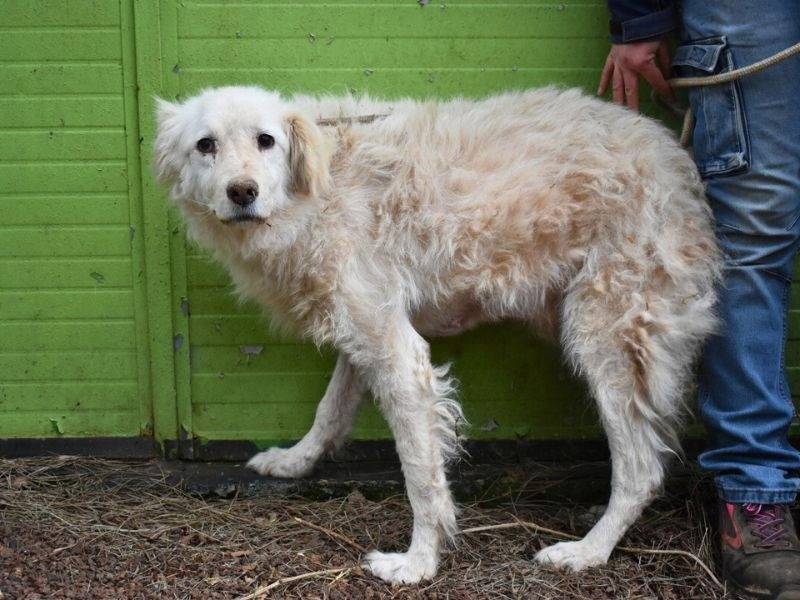 Adotta un cane, femmina, 10 anni  e 3 mesi , Roma