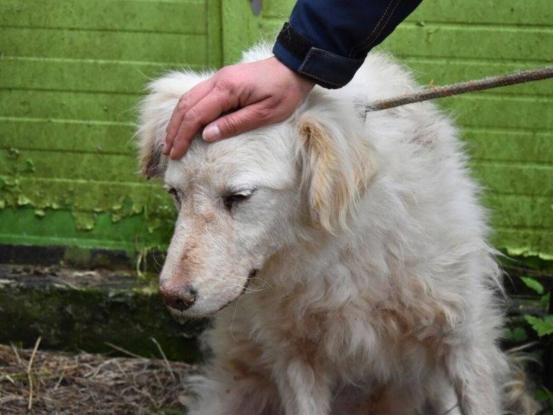 Adotta un cane, taglia grande, femmina, Roma