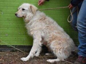 Vuoi adottare un cane a Roma?