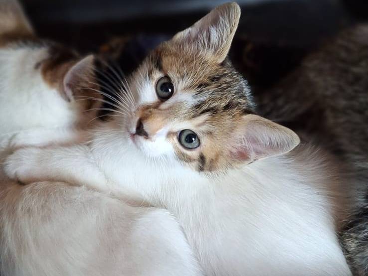 Adozione gatto, maschio, Razza sconosciuta Razza sconosciuta, 1 mesi, taglia non valida, Milano
