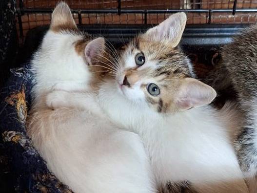 Adotta un gatto, maschio, 1 mesi, Milano