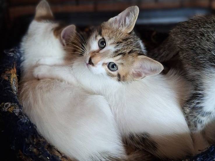 Adotta un gatto, taglia non valida, maschio, Milano