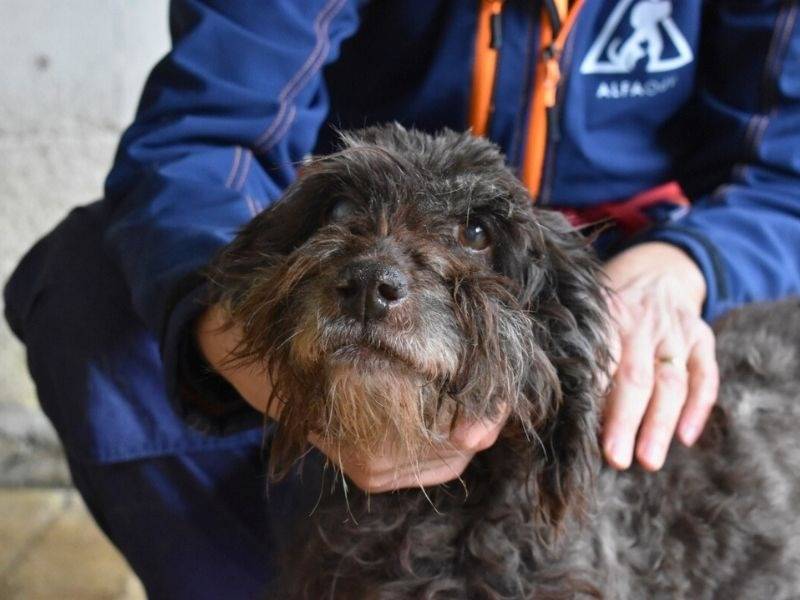 Adozione cane, femmina, Razza sconosciuta Razza sconosciuta, 11 anni  e 5 mesi , taglia media contenuta, Roma