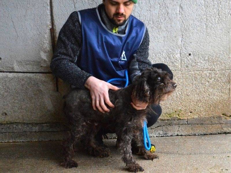 Adotta un cane, femmina, 11 anni  e 5 mesi , Roma