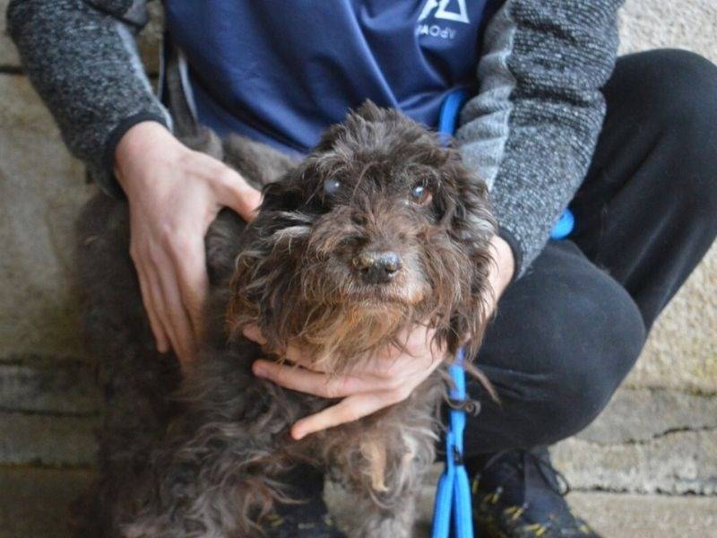 Adotta un cane, taglia media contenuta, femmina, Roma