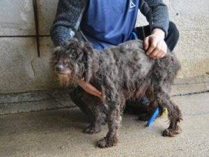 Vuoi adottare un cane a Roma?