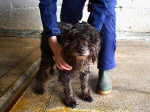 Adotta il cane Meletta a Roma