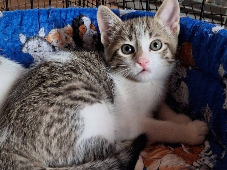 Adotta un gatto, femmina, 2 mesi, Bologna