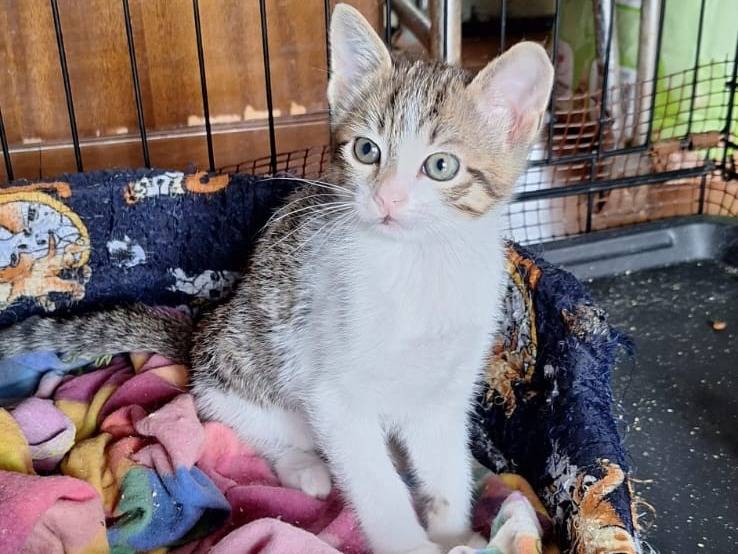 Adotta un gatto, taglia non valida, femmina, Bologna