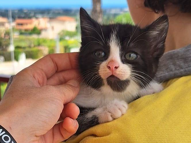 Adozione gatto, femmina, Razza sconosciuta Razza sconosciuta, 1 mesi, taglia non valida, Genova