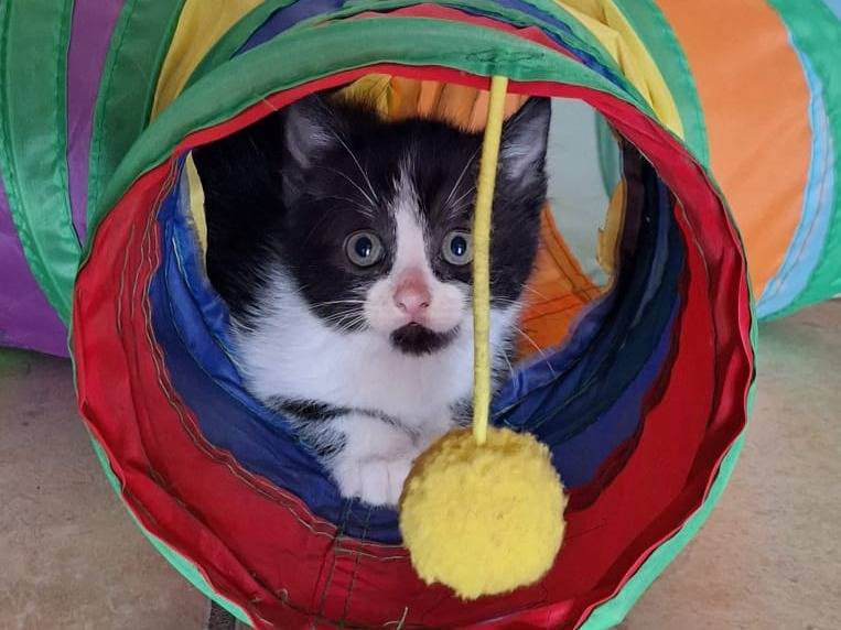 Adotta un gatto, femmina, 1 mesi, Genova
