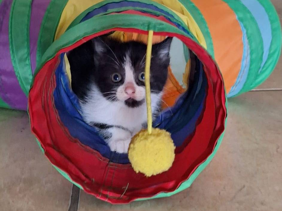 Adotta un gatto, taglia non valida, femmina, Genova