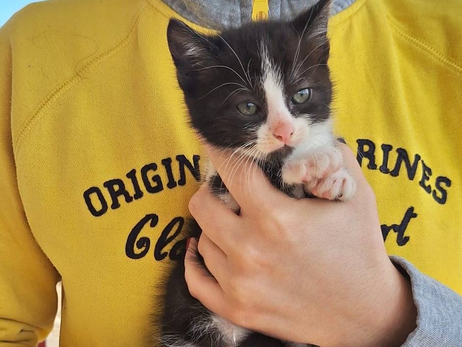 Vuoi adottare un gatto a Genova?