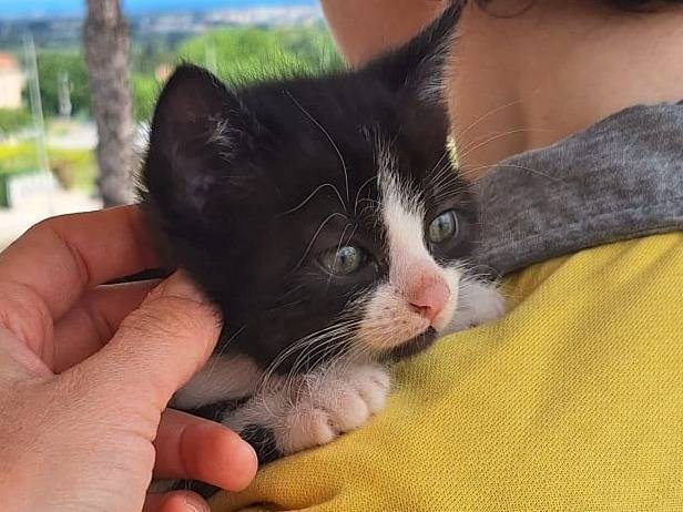 Adotta il gatto Miranda di Shakespeare  a Genova