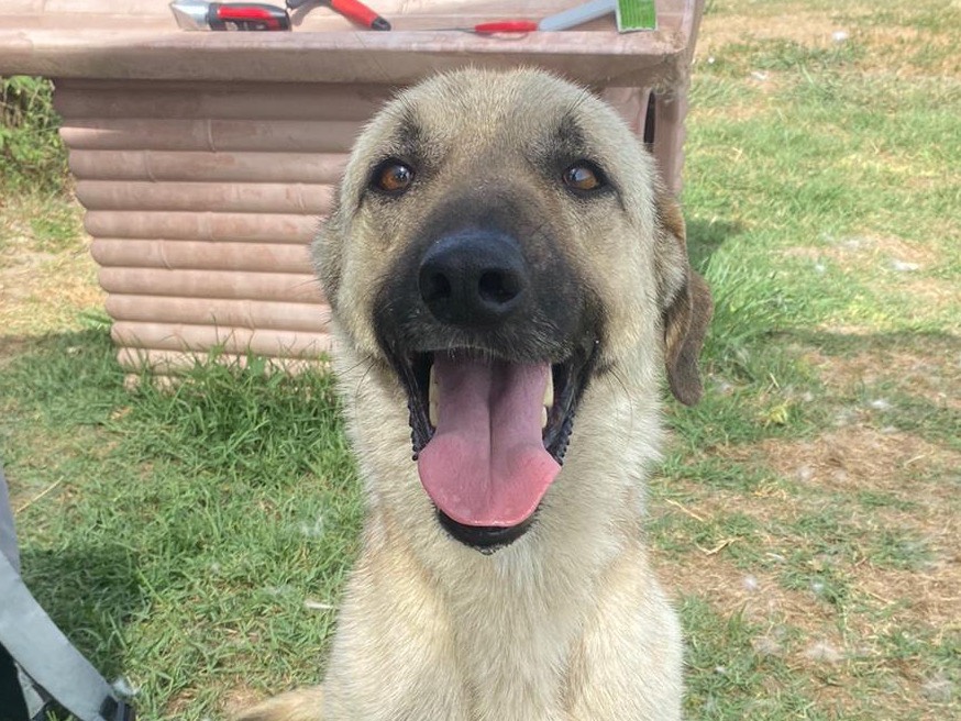 Adozione cane, maschio, Razza sconosciuta Razza sconosciuta, 6 anni  e 6 mesi , taglia media, Latina