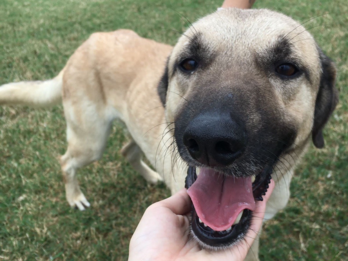 Adotta un cane, maschio, 6 anni  e 6 mesi , Latina