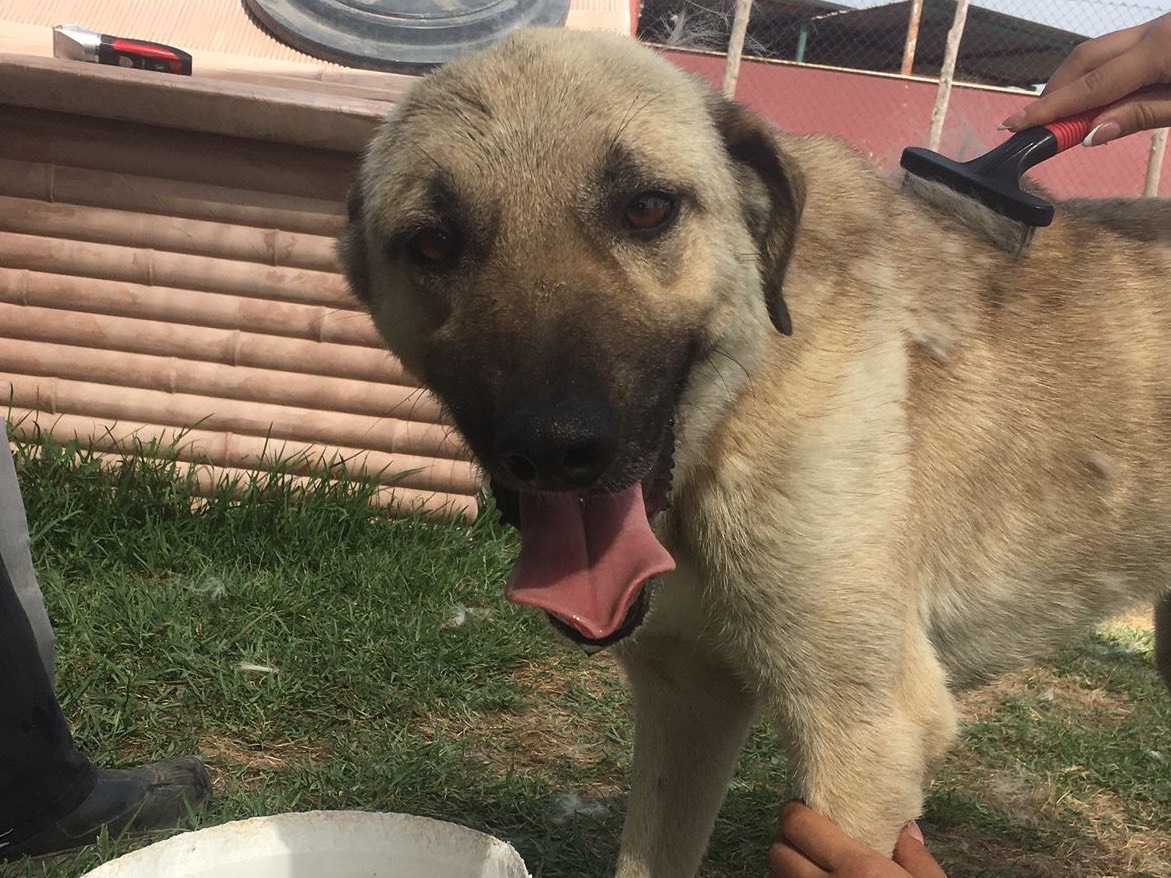 Adotta un cane, taglia media, maschio, Latina