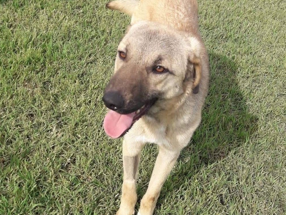 Vuoi adottare un cane a Latina?