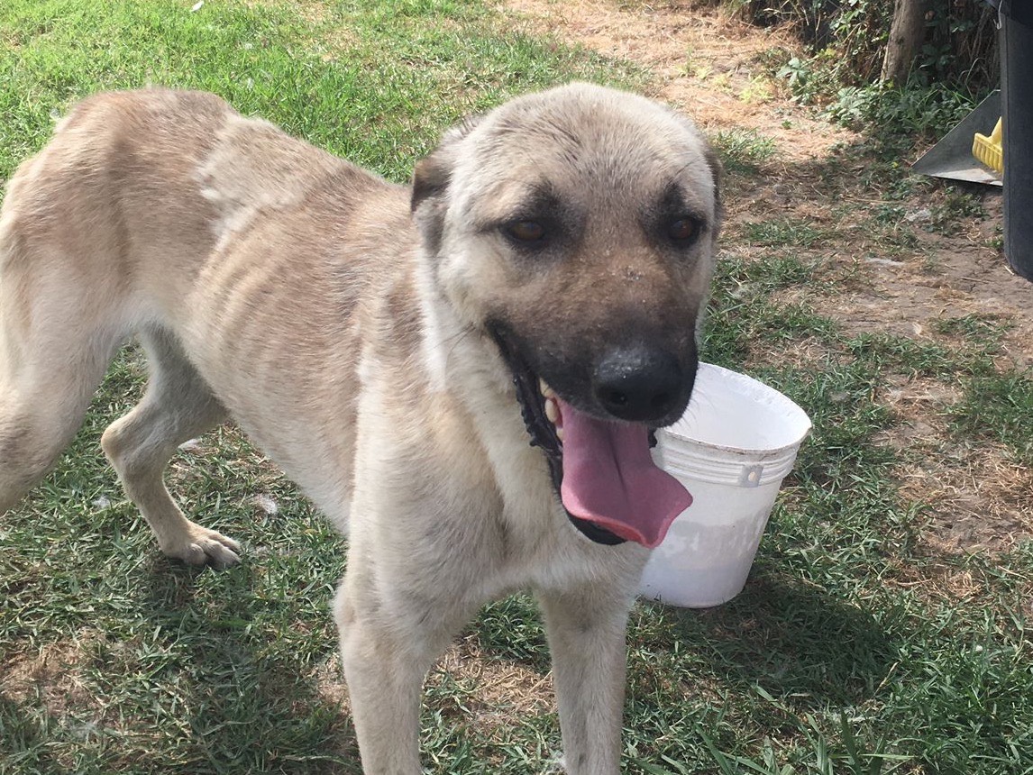 Adotta il cane Leo a Latina