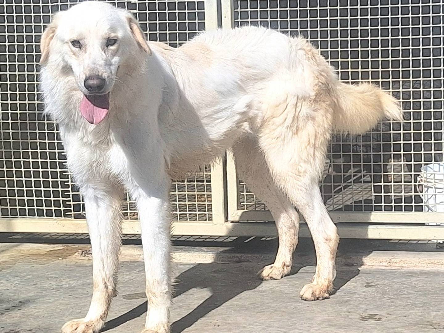 Adozione cane, maschio, Razza sconosciuta Razza sconosciuta, 2 anni , taglia grande, Teramo