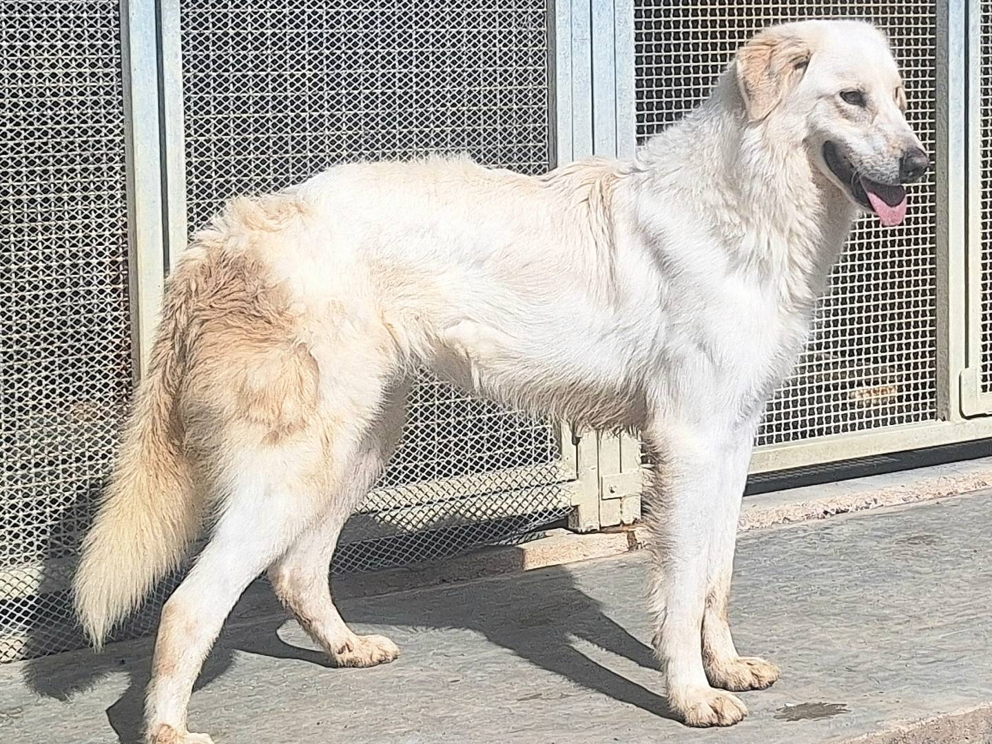 Adotta un cane, maschio, 2 anni , Teramo