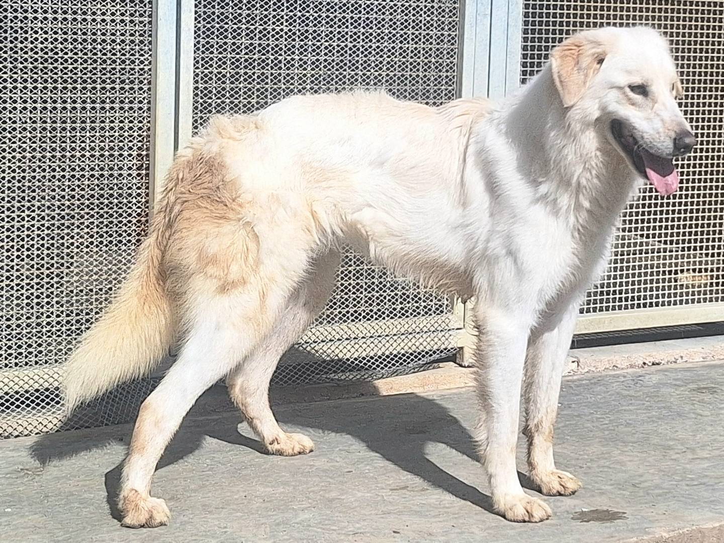 Adotta un cane, taglia grande, maschio, Teramo