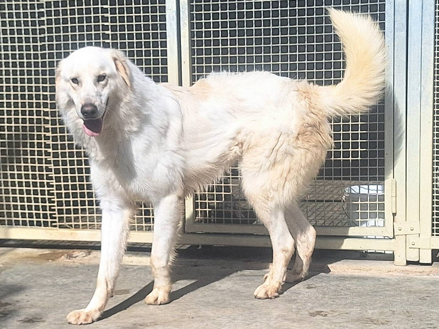 Adotta il cane Leo a Teramo