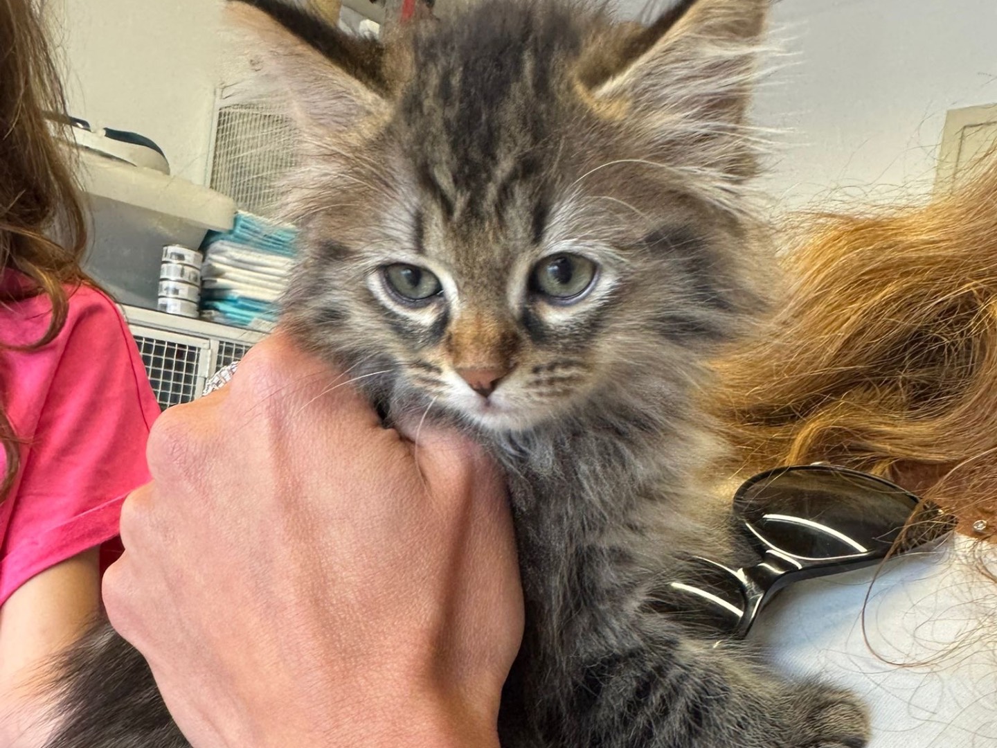 Adozione gatto, maschio, Razza sconosciuta Razza sconosciuta, 6 mesi, taglia non valida, Brescia