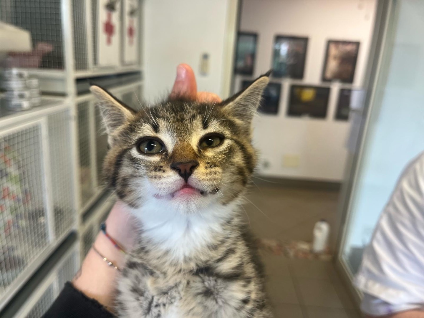 Adozione gatto, femmina, Razza sconosciuta Razza sconosciuta, 3 mesi, taglia non valida, Brescia