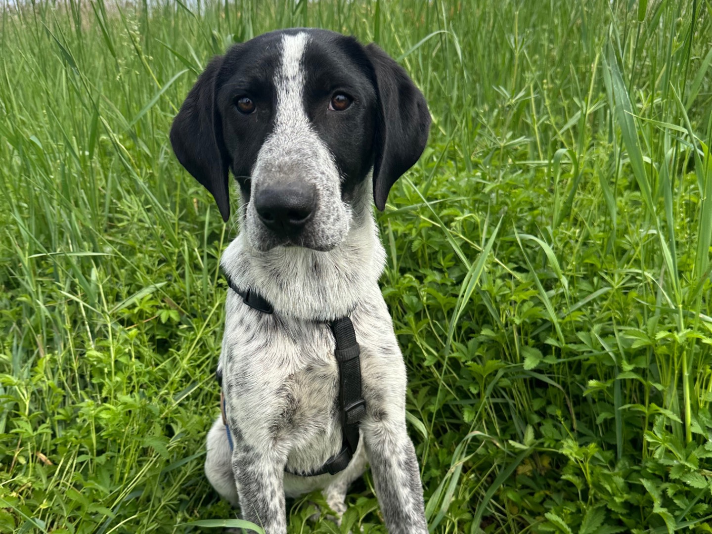 Adotta un cane, maschio, 4 mesi, Milano