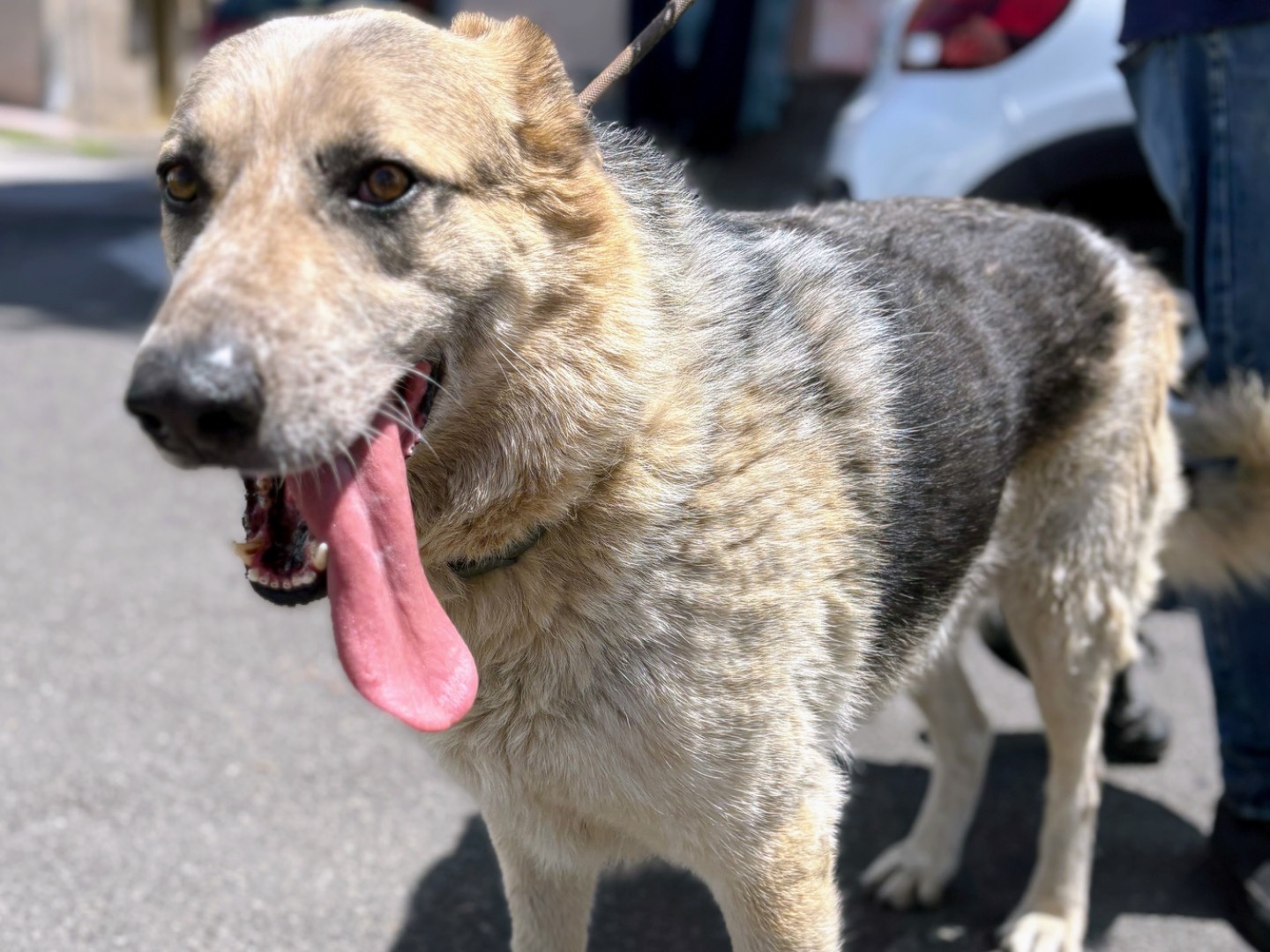 Adotta un cane, maschio, 3 anni  e 3 mesi , Siracusa