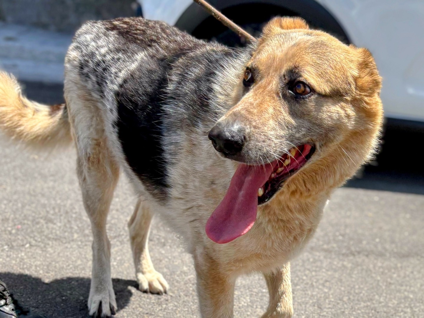 Adotta un cane, taglia grande, maschio, Siracusa